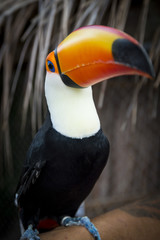 Fototapeta premium Toucan standing on wood