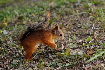 hide and seek / Squirrel pup is trying to hide nut in the ground, Elagin island, Saint-Petersburg, Russia