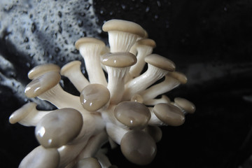 Culture de champignon d'appartement