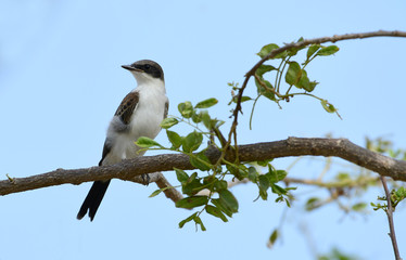 Eastern Kingbird (Tyrannus tyrannus)