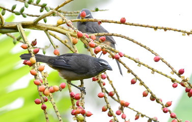 Greyish Saltator (Saltator coerulescens)