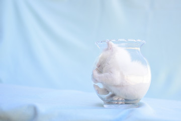 nice and funny white kitten inside the transparent vase