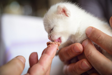 tender and fluffy white kitten eats from the hands of his master