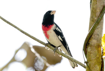 Rose-breasted Grosbeak (Pheucticus ludovicianus)