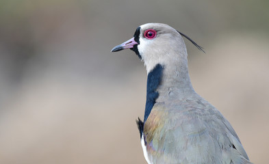 Southern Lapwing (Vanellus chilensis)