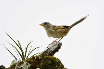 Wedge-tailed Grass Finch (Emberizoides herbicola)