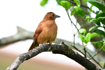 White-lined Tanager (Tachyphonus rufus) Female