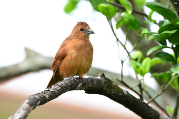 White-lined Tanager (Tachyphonus rufus) Female
