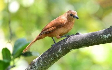 White-lined Tanager (Tachyphonus rufus) Female