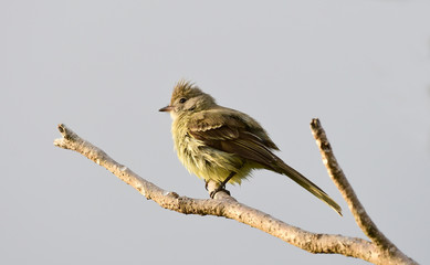 Yellow-bellied Elaenia (Elaenia flavogaster)