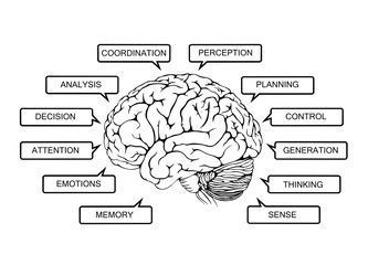 Scheme of functions of the human brain