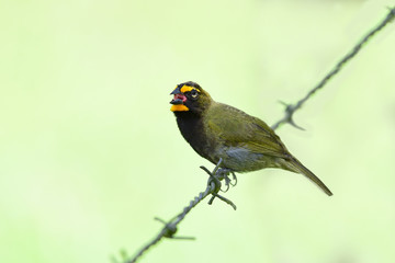 Yellow-faced Grassquit (Tiaris olivaceus)