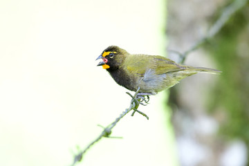 Yellow-faced Grassquit (Tiaris olivaceus)