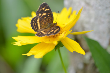 Close up of a butterfly on a yellow  flower