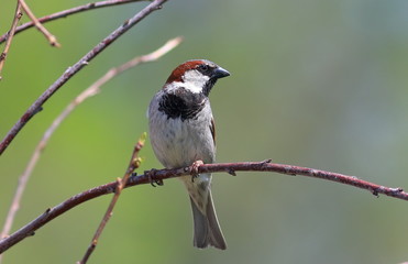 Male of a house sparrow close up