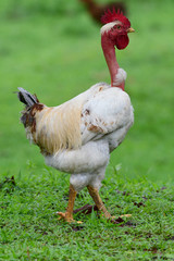 Huge naked neck rooster with a green background on a rural farm