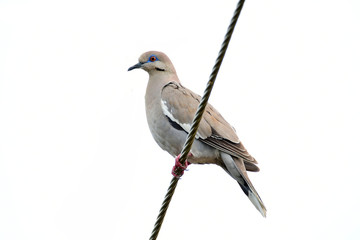 White Winged Dove