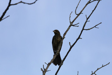 Quiscale bronzé, Common Grackle, Ictéridés, Estrie Québec Canada