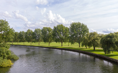 Line of spaced out trees beside the river Thames near Windsor forming an elegant green curve