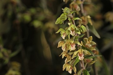 Violette Stendelwurz (Epipactis purpurata)
