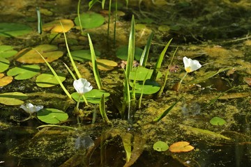 Männliche Krebsschere (Stratiotes aloides) mit zwei Blüten zwischen Seekanne (Nymphoides peltata), Pfeilkraut (Sagittaria sagittifolia) und Froschbiss (Hydrocharis morsus-ranae) im Gartenteich 