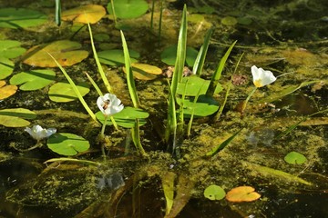 Blühende männliche Krebsschere (Stratiotes aloides) mit Biene zwischen Seekanne (Nymphoides...