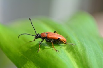 Männlicher Rothalsbock auf grünem Blatt in der Natur