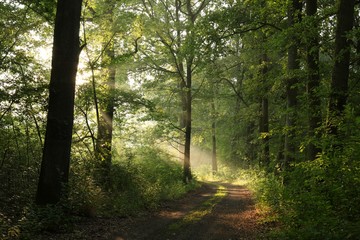 Country road through the oak forest in the morning