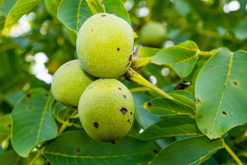 Walnuts on the tree in orchard