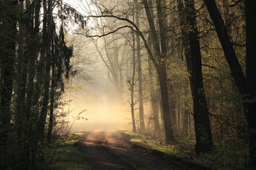 Early spring forest at dawn. April, Poland