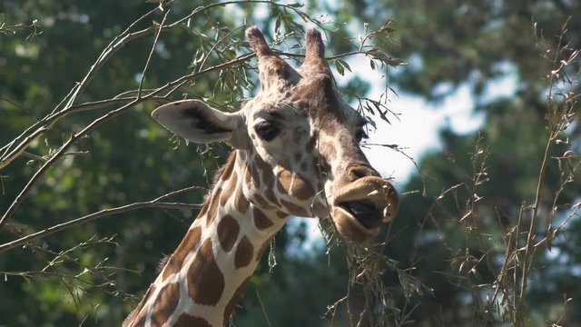 Giraffe is eating tree leaves on sunny day
