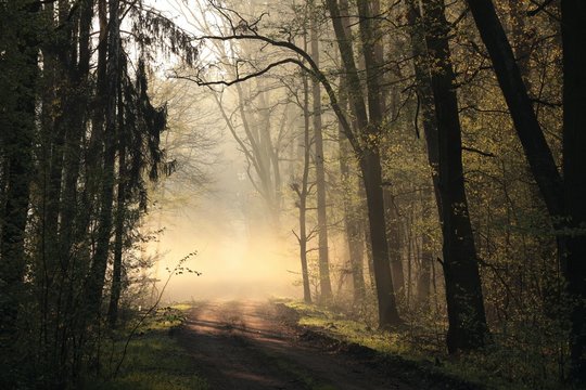 Fototapeta Early spring forest at dawn. April, Poland