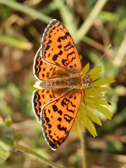 papillon 
