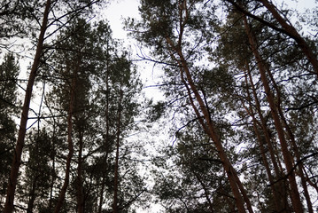 Tops of trees, view from the bottom to the top. tree silhouettes