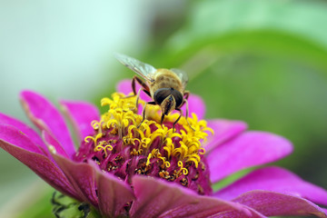 Муха-журчалка на цветке