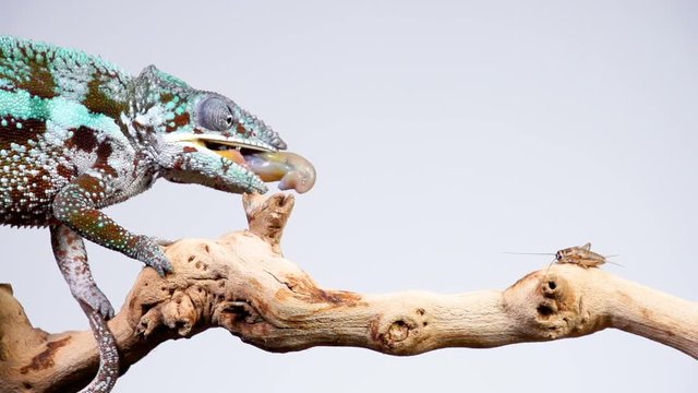 Panther Chameleon shoots it's tongue out to catch a cricket. Slow Motion.