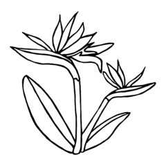 Cartoon flower isolated on the white background for children without color