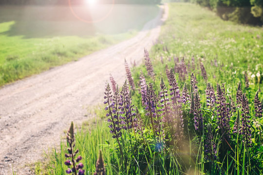Lupine or wolf bean, purple flowers in the field.