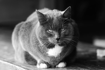 angry grey cat, pet