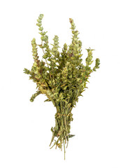 Sage Leaves Isolated On White Background