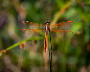 Orange dragonfly