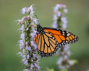 Monarch butterfly