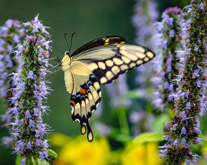 Giant Swallowtail