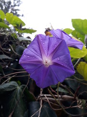 Flor Campana Violeta