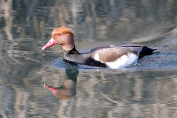 a colorful netta rufina (fischione turco) swims in the small lake