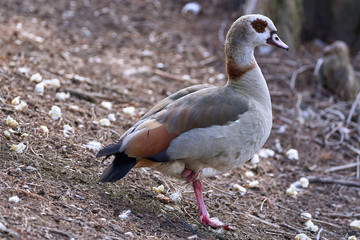 An Egyptian goose (Alopochen aegyptiaca) resting on the shore of the pond