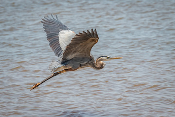 Great Blue Heron (Ardea herodias) in flight.