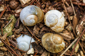 Cuadra Shells 