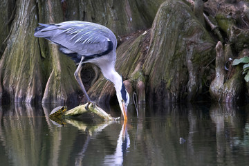 a gray heron on a root that protrudes above the water of the pond