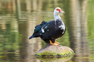 Fototapeta premium a mute duck (cairina moschata) rests on a boulder in the middle of the pond